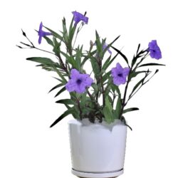 Ruellia Purple Showers (Mexican Petunia)
